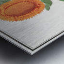 Sunflower in vintage style Metal print