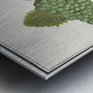 Grapes in vintage style Metal print
