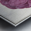 Red cabbage in vintage style Metal print