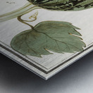 White cabbage in vintage style Metal print