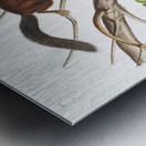 Soft-haired Squirrel Sciurus mollipilosus  Metal print