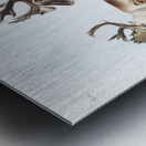 Caribou or American Rein Deer Tarandus furcifer  Metal print