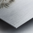 Large-tailed Skunk Mephitis macroura  Metal print