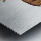 Columbian Black-tailed Deer Cervus Richardsonii  Metal print