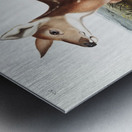 Columbian Black-tailed Deer Cervus Richardsonii  Metal print