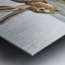 Texian Hare Lepus Texianus  Metal print