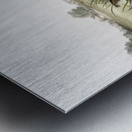 Meadow Mouse Arvicola Pennsylvanicus  Metal print