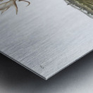 Moose Deer Servus alces  Metal print