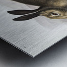 Polar Hare Lepus glacialis  Metal print