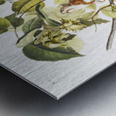 Bay Squirrel Chickaree Red Squirrel Sciurus Hudsonius  Metal print