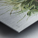 Shrew Mole Scalops Townsendii  Metal print