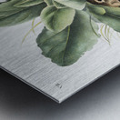 Black-tailed Hare Lepus negricaudatus  Metal print