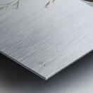 Shrew Mole Scallops Brewerii  Metal print