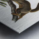 Orange-bellied Squirrel Sciurus sub-auratus  Impression metal