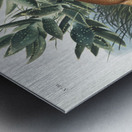 Nine-banded Armadillo Dasypus Peba  Metal print