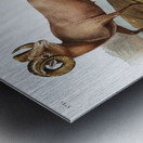 Rocky Mountain Sheep Ovis montana  Metal print