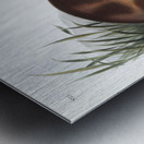 Canada Otter Lutra Canadensis  Metal print