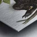 Canada Porcupine Nystrix dorsata  Metal print