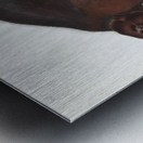 Wolverine Gulo luscus  Metal print