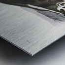 Leopard Spermophile Spermophilus tridecemlineatus  Metal print