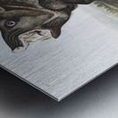 Collared Peccary Dycoteles torquatus  Metal print