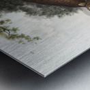 American wild cat Lynx rufus  Metal print