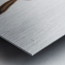 American wild cat Lynx rufus  Metal print