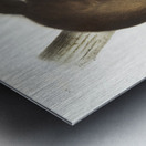 Marten Mustela Canadensis  Metal print