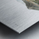 Tawny Lemming Georychus helvolus  Metal print