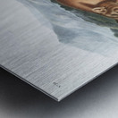 Cougar Felis concolor  Metal print