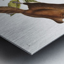 Cougar Felis concolor  Metal print