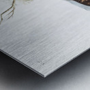 Cat Squirrel Sciurus cinereus  Metal print