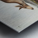 Black-tailed Deer Cervus macrotis  Metal print