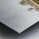 Cotton Rat Arvicola hispidus  Metal print