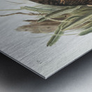 Californian Hare Lepus californicus  Metal print