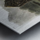 Californian Hare Lepus californicus  Metal print