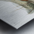 California Marmot Squirrel Spermophilus spilosoma  Metal print