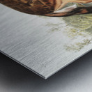 Red Texan Wolf Canis lupus  Metal print