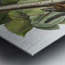 Red Texan Wolf Canis lupus  Metal print