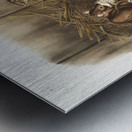 Black Rat Mus Rattus et var  Metal print