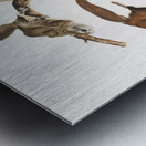 Flying Squirrel Pteromys volucella  Metal print