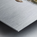 Mexican Marmot Squirrel Spermophilus Mexicanus  Metal print