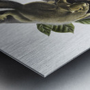 Hare Squirrel Sciurus leporinus  Metal print