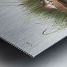 Missouri Mouse Mus missouriensis  Metal print