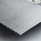 Northern Hare in winter Lepus Americanus  Metal print