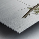 Red-tailed Squirrel Sciurus rubricaudatus  Metal print