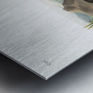 Northern Meadow-Mouse Arvicola borealis  Metal print