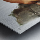 American Red-Fox Vulpes Fulvus  Metal print