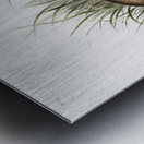 White Weasel Stoat Puttorius ermninea  Metal print