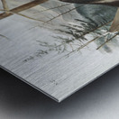 Hare-Indian Dog Canis familiaris  Metal print